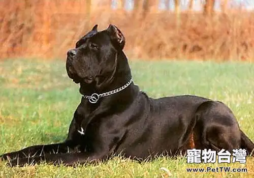 狗狗牙線的使用方法