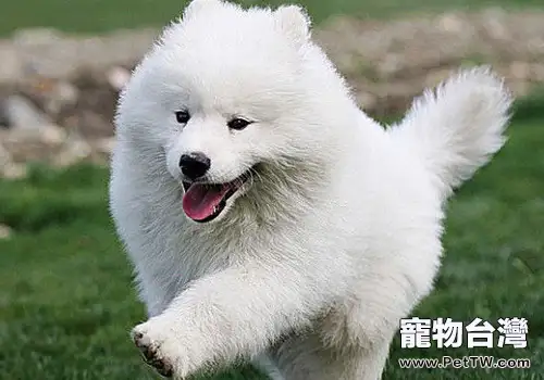 狗狗放屁的原因有哪些(1圖)-寵物台灣