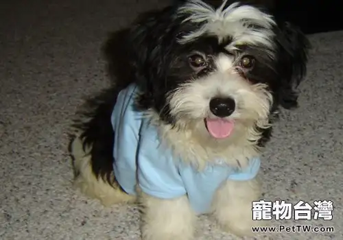 令狗狗討厭的行為有哪些（1圖）-寵物台灣