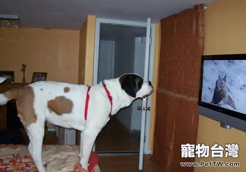 狗狗能看懂電視嗎