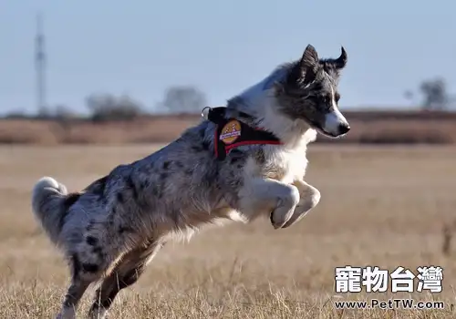 工作犬做的事有哪些（1圖）-寵物台灣