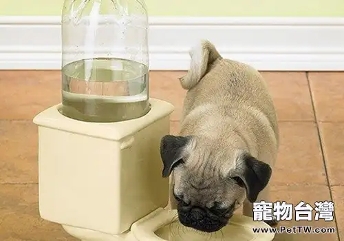 狗狗是怎麼喝水的