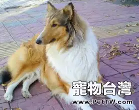 如何糾正蘇格蘭牧羊犬撲人的習慣