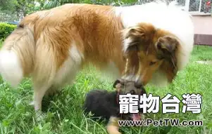 蘇格蘭牧羊犬掉毛的解決方法(1圖)-寵物台灣
