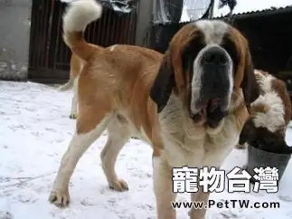 聖伯納犬冬日護理（1圖）-寵物台灣