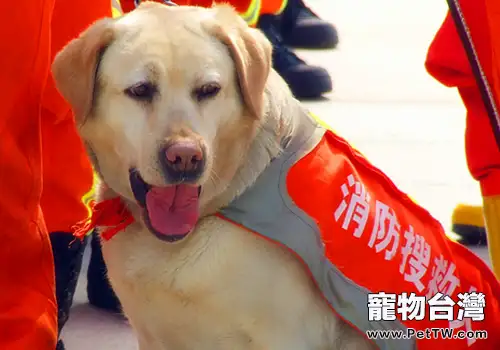 哪些狗狗適合做搜救犬