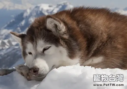 阿拉斯加雪橇犬消化不良(1圖)-寵物台灣