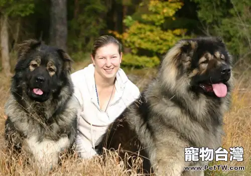 阻止高加索犬撲人