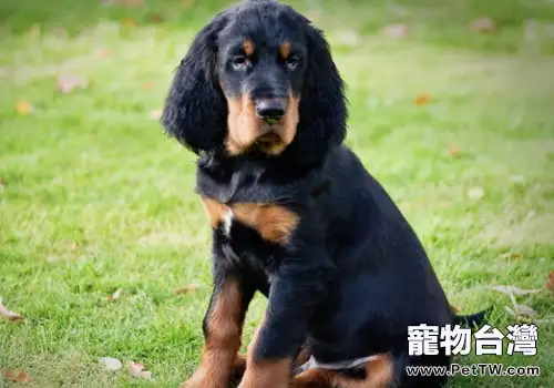 狗狗得抑鬱症的原因