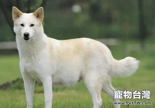 狗狗從多大開始養比較好