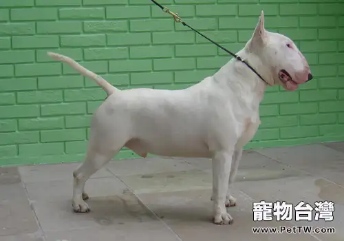 怎樣養好牛頭梗（1圖）-寵物台灣