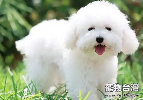 比熊 犬(卷毛比雄犬)吃什麼狗糧好(1圖)-寵物台灣