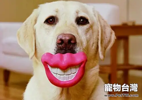 狗狗常見的口腔疾病有哪些