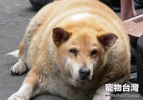 狗狗過胖或過瘦的原因