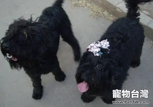 狗狗在家裡到處踩腳印怎麼辦（1圖）-寵物台灣