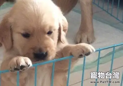 為什麼幼犬餵食不宜太飽