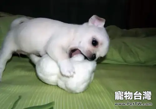 如何防止小型犬難產(1圖)-寵物台灣