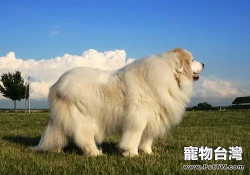 怎樣改掉狗狗咬人的習慣（1圖）-寵物台灣