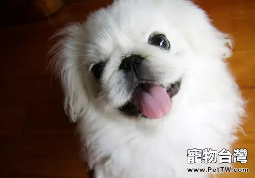 如何護理好獅子狗(京叭犬)(1圖)-寵物台灣