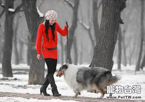 蘇格蘭牧羊犬美毛食物