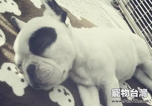 狗狗腳掌脫皮的原因