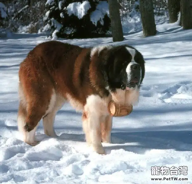 怎樣訓練聖伯納犬