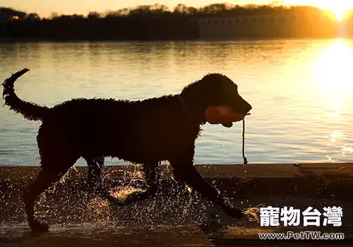 狗狗嘴巴潰瘍怎麼辦