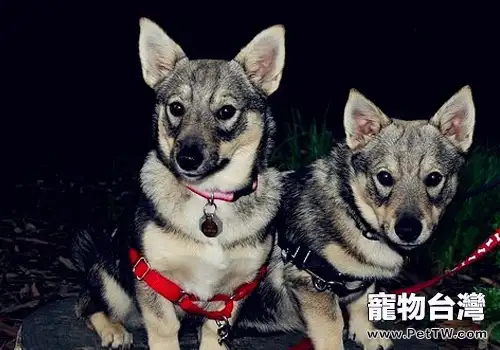 狗狗發育不良的原因(1圖)-寵物台灣