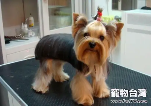 狗狗的營養性疾病有哪些