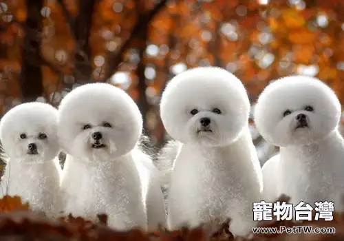 比熊 犬(卷毛比雄犬)能夠長多大(1圖)-寵物台灣