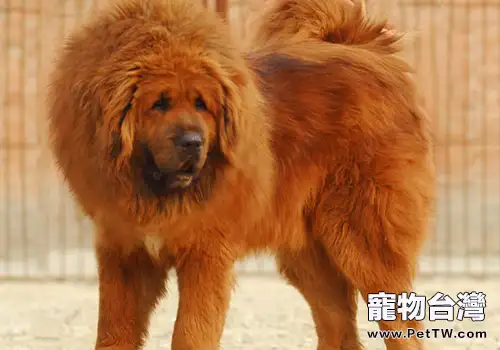 怎麼樣幫藏獒剃毛(1圖)-寵物台灣