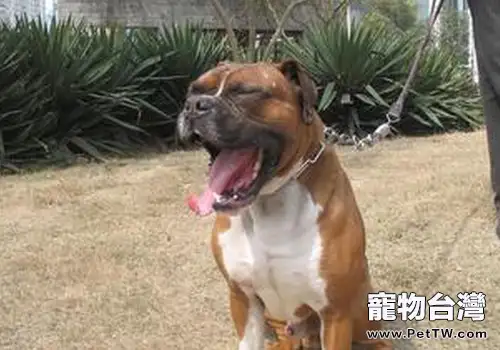 如何幫助拳師犬減肥