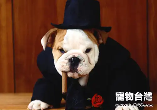 狗狗打疫苗前要注意的幾個問題