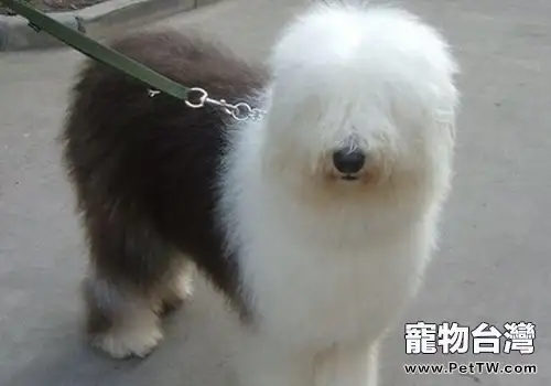 古代牧羊犬拉肚子