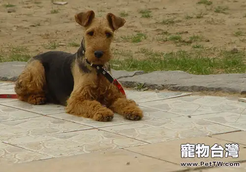 治療狗狗螨蟲的藥有哪些(1圖)-寵物台灣