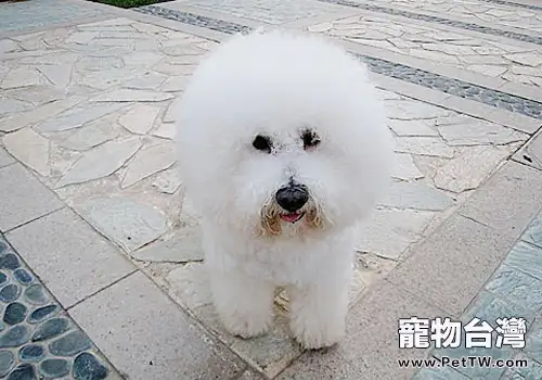 比熊 犬(卷毛比雄犬)好養嗎(1圖)-寵物台灣