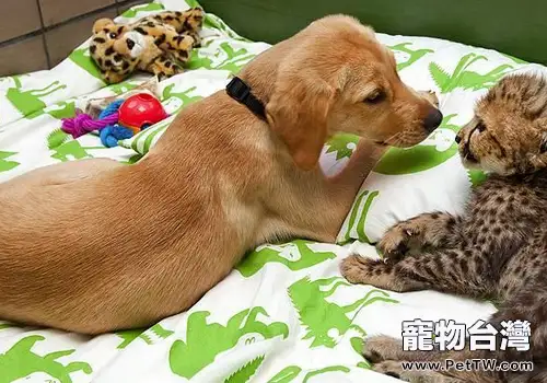 犬急性嘔吐的症狀