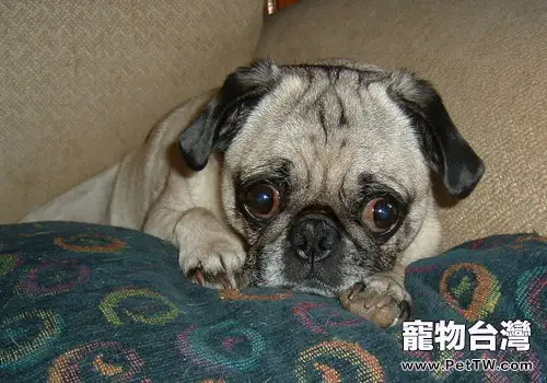怎樣幫狗狗擦眼睛