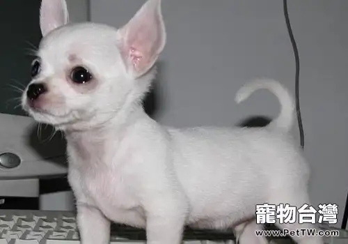 如何讓狗狗變得更穩重(1圖)-寵物台灣