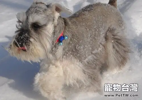 下雪天遛狗的注意事項