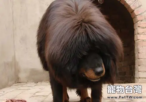 藏獒消化不良該怎麼辦(1圖)-寵物台灣