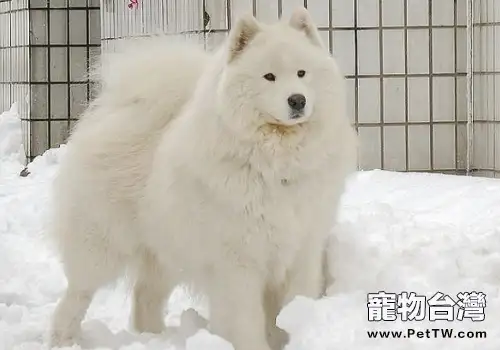 冬天狗狗怕不怕冷