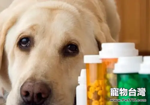 犬瘟熱的後遺症有哪些(1圖)-寵物台灣