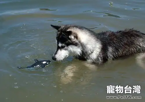 哈士奇一年發情幾次