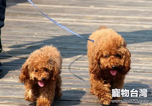 上班族該如何養狗(1圖)-寵物台灣