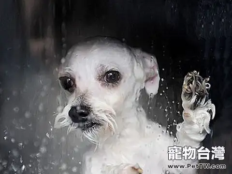 夏天給寵物狗洗澡注意事項