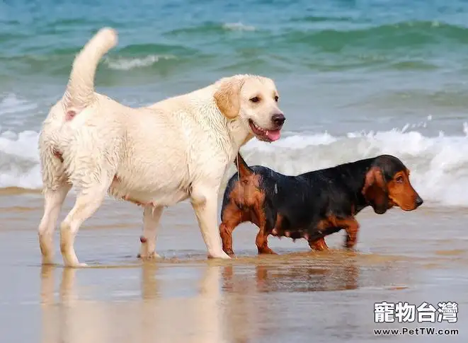 夏天帶狗去海邊的幾大好處