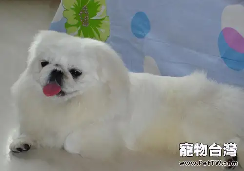 北京犬與京巴的區別（共2張圖片）-寵物台灣