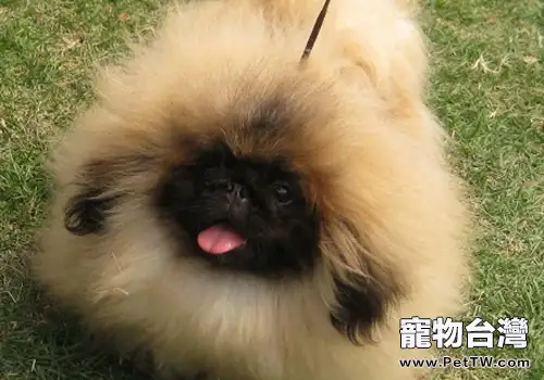 北京犬與京巴的區別