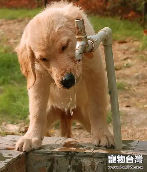 讓狗狗健康過夏天的七件事(1圖)-寵物台灣